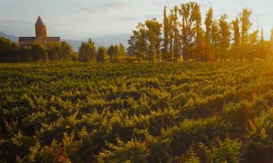 Vigne di Rkatsiteli attorno al monastero ortodosso di Alaverdi. I monaci producono vino dal 1011, oltre un millennio fa
