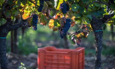 Viaggio nel Vinitaly delle donne: tanti nuovi progetti
