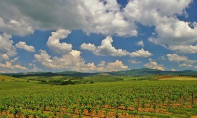 La Maremma Toscana, zona vitivinicola emergente: si cerca di puntare sull'eleganza
