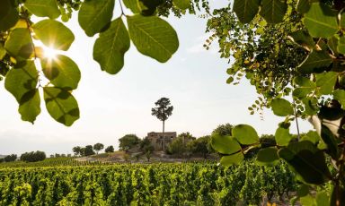 Zisola &egrave; la tenuta siciliana, vicino a Noto, di Marchesi Mazzei
