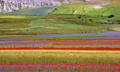 Un'immagine, tratta dal sito del Rifugio Perugia, che rende bene l'idea della spettacolarità dell'infiorata nella piana di Castelluccio di Norcia sotto il Monte Vettore, la più alta cima dei Monti Sibillini, a cavallo tra l'Umbria e le Marche. A Castelluccio è legata la più famosa lenticchia italiana, eterna protagonista sulla tavola dell'ultimo giorno dell'anno
