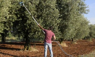 La raccolta delle olive in molti casi viene ancora effettuata con metodi antichi, tradizionali, lunghi e impegnativi. Alpha è uno strumento, ideato da Luca Di Zio, che potrebbe facilitare questo compito senza pregiudicare l'integrità dei frutti