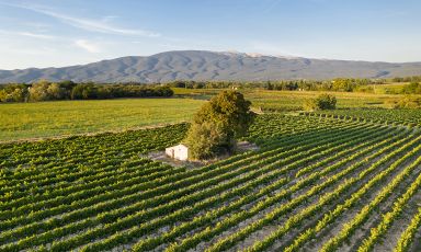 Nel sud della Valle del Rodano, i vini di Mont Ventoux, l'Etna francese