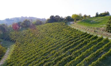 I vigneti di Barbaterre: qui il Pinot Nero è diventato "di casa"
