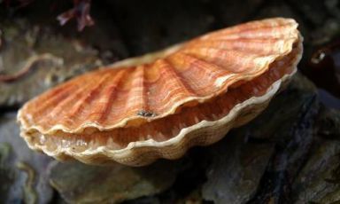 A specimen of pecten maximus, the giant scallops from Northern Europe: they have a maximum of 15 cm and 15-17 rays. A precious food, always fashionable, the shells of Saint Jacques are named after the Saint venerated by the pilgrims to Santiago de Compostela (photo www.aphotomarine.com)