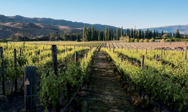 I vigneti neozelandesi di Cloudy Bay
