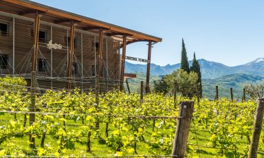 Tra gli obiettivi di Cantina Toblino c'&egrave; quello di valorizzare la Nosiola
