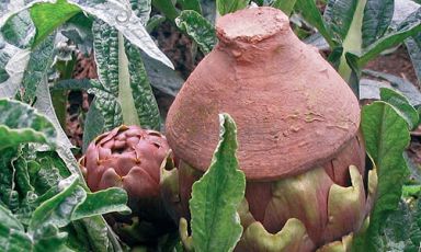 Il carciofo violetto di Castellammare con la tradizionale copertura in terracotta
