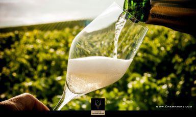 A glass of Champagne in the vineyard: our virtual journey begins 

