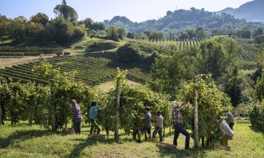 Un momento della vendemmia sulle colline dell'Asolo Montello
