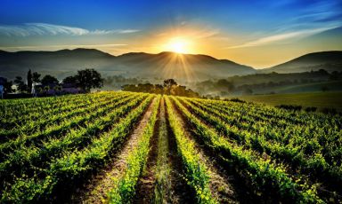 Uno scorcio dei vigneti di Collestefano
