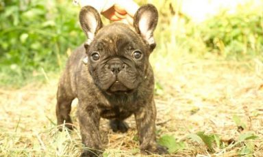 E' colpa di Elefante, il cagnolino ritratto in questa foto, se Antonello Colapietro ed Eleonora Chicconi, rispettivamente responsabile e coordinatrice della sede bolognese di Food Genius Academy, hanno ricevuto un pessimo trattamento in un'osteria della loro città? 