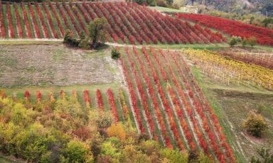 I vigneti dell'Emilia-Romagna, grande patrimonio della regione
