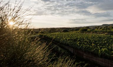 Feudo di Mezzo è una delle contrade acquistate da Cusumano per realizzare il progetto Alta Mora: tre ettari di vigneti a Nerello Mascalese ad alberello e spalliera a una altitudine di 650 m s.l.m
