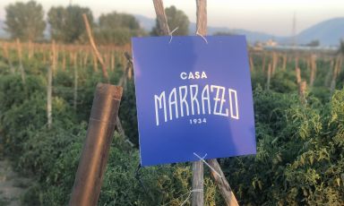 La vista sui campi di San Marzano DOP dell'azienda Casa Marrazzo
