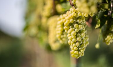 Franciacorta in fermento: l'Azienda Agricola Mirabella e la sfida del Pinot Bianco 