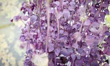 Una coltivazione di shiso rosso nell'Orto di Mimì, l'azienda agricola a Castel Mella (Brescia) di Antonio D'Angelo, chef del ristorante Nobu a Milano
