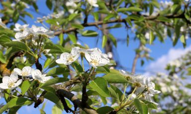 La fioritura dei peri e la bellezza&nbsp;incantevole della natura che esplode
