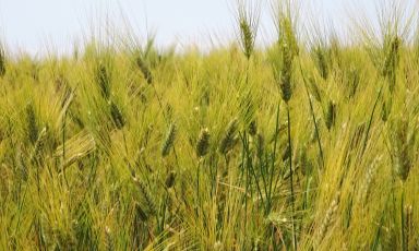 Le spighe di grano Senatore Cappelli
