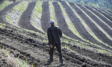 Josko Gravner cammina nel vigneto di Dedno, in Slovenia

