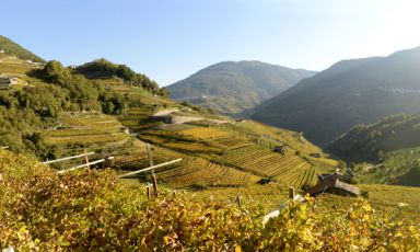 I vigneti di Cantina Cembra, in Trentino
