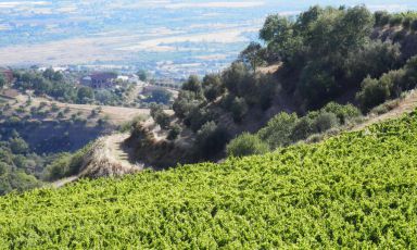 Il bel "balcone" di vigneti dell'azienda Serracavallo, a Bisignano (Cosenza)
