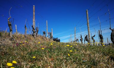 Le vigne sulla collina San Michele
