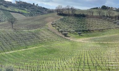 L'Abruzzo, una terra da scoprire, generosa, è custode di bellezze naturali, Storia e vini memorabili, come il Trebbiano, il Cerasuolo ed il Montepulciano d’Abruzzo
