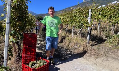 Hervé Grosjean durante la vendemmia della Petite Arvine nelle Vigne Rovettaz
