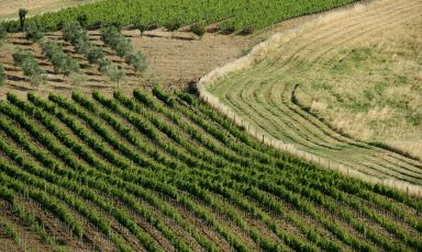 I vigneti del Montecucco: oltre il 65% della produzione è bio
