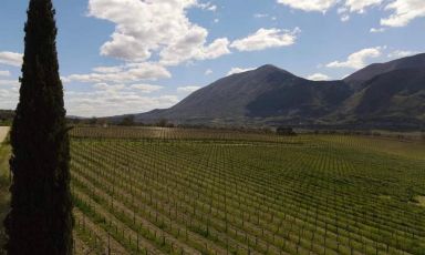 Colpo d'occhio sui vigneti di La Guardiense
