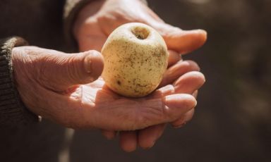 L'antica mela Limoncella di Sant’Agata sui Due Golfi
