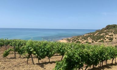 Mare, sole e fattore umano: tre valori sui cui si fonda la Doc Menfi
