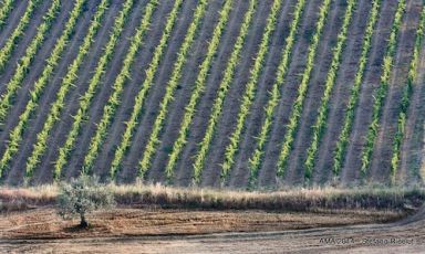 Montepulciano d'Abruzzo vineyards depicted in Stefano Ricciuti’s photo. The wine, whose vineyards represent 75% of the total Doc surface in this region, was the protagonist of an important preview in Chieti. 49 wineries participated