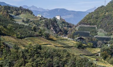 I vigneti di Nals Margreid: &laquo;Siamo benedetti dalla mano di Dio&raquo;
