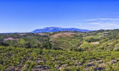 I vigneti di Orsogna: si punta ad avere 1.200 ettari tutti a conduzione biologica o biodinamica
