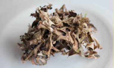 Muschio islandese (Cetraria islandica), un aliment