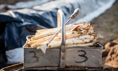 La coltivazione degli asparagi bianchi è una tradizione che si è imposta in Olanda alla fine del 1800
