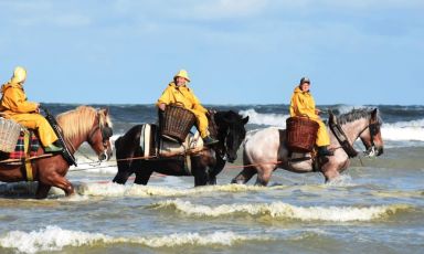 Pescatori a cavallo di gamberetti grigi “rikze garnalen” sulle incantevoli spiagge di Oostduinkerke, nelle Fiandre. È una tradizione, quella della pesca dei gamberetti a cavallo, che affonda le radici addirittura nel Medioevo. Tale pratica rimane viva a Oostduinkerke, tanto che l’Unesco, nel 2013, l'ha iscritta nell’elenco del Patrimonio Culturale Immateriale dell’Umanità
