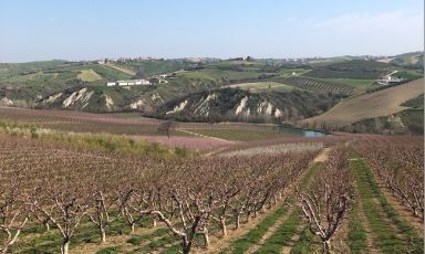 La vista rigenerante dei frutteti di Podere Francesco nella frazione Selva Piana di Mosciano Sant’Angelo, in provincia di Teramo
