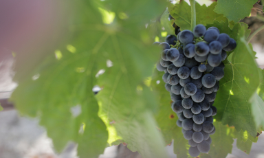 Il Calabrese è inserito nel Registro Nazionale noto in Sicilia anche come Nero d'Avola
