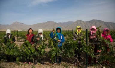 Lavori in vigna alla Silver Heights Vineyard. Fondata nel 2007, è la prima azienda vinicola a conduzione familiare della Cina ad aver ottenuto riconoscimenti. È situata ai piedi dell’Helanshan, nella regione Ningxia. Considerata una delle principali sostenitrici della viticoltura biodinamica nel suo paese, l’enologa Emma Gao utilizza esclusivamente lieviti indigeni per la fermentazione, evitando l’impiego di zolfo e la filtrazione

