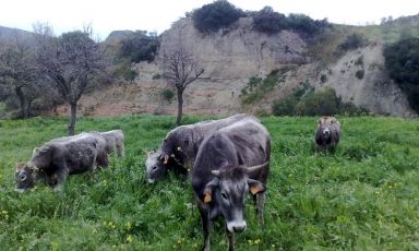 La podolica è una razza bovina presente in diverse zone del centro e sud Italia: per scoprirne di più, abbiamo visitato l'azienda bioagricola La Sulla, a Paludi, in provincia di Cosenza, accompagnati dall'allevatore Vincenzo Brunetti
