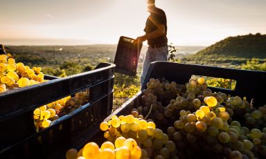 Vendemmia all'alba, alle Tenute Nicosia sull'Etna

