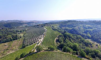 Natura incontaminata e luce intesa: i vini di Tenuta di Ghizzano nascono in uno scenario ambientale unico, nel cuore di un borgo che sorge sulle colline pisane, a circa 30 chilometri dal Mar Tirreno
