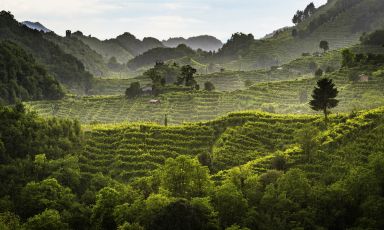 Le affascinanti colline del Prosecco di Conegliano Valdobbiadene
