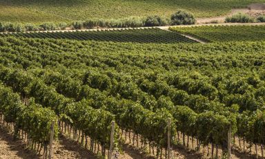 La Sicilia è la prima regione in Italia per viticoltura biologica. Due parole chiave imprescindibili per il sistema del vino siciliano sono sostenibilità e rispetto della natura
