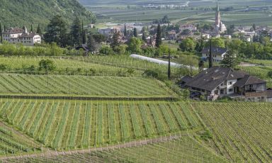 I vigneti delle Cantine Terlano e Andriano distano solo 4 chilometri, ma i vini sono estremamente diversi
