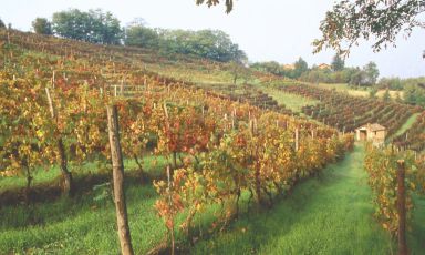 Un vigneto di Timorasso: questo vitigno storico del Tortonese è la priorità dell'annata per quel territorio. E' uno dei tanti argomenti proposti durante la presentazione della vendemmia 2015 nella provincia di Alessandria, organizzata dalla Camera di Commercio e ospitata dallo spazio di Identità Expo S.Pellegrino, il cui temporary restaurant  coordinato da Andrea Ribaldone chef del ristorante I due Buoi proprio di Alessandria