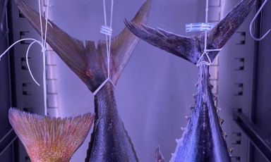 The extraordinary research on aged fish at Madonnina del Pescatore: first results and future prospects 